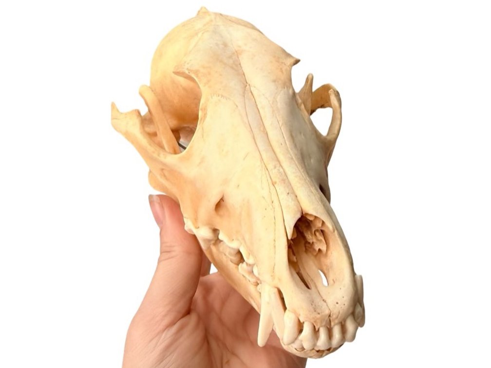 Coyote Skull
