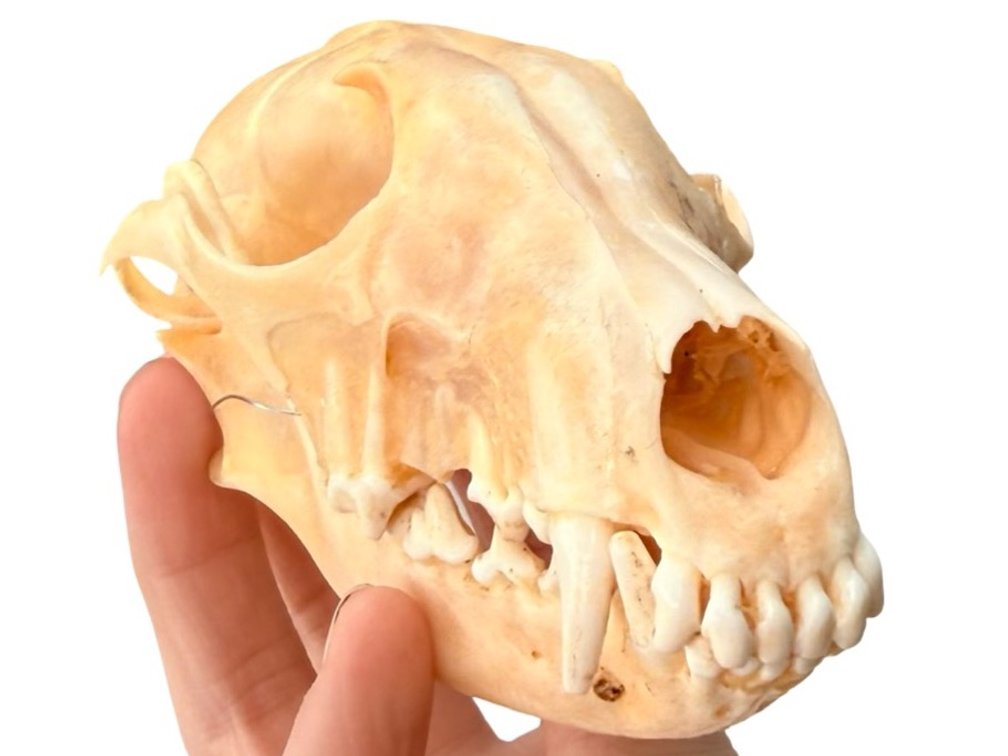 Red Fox Skull