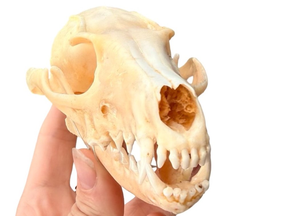 Grey Fox Skull