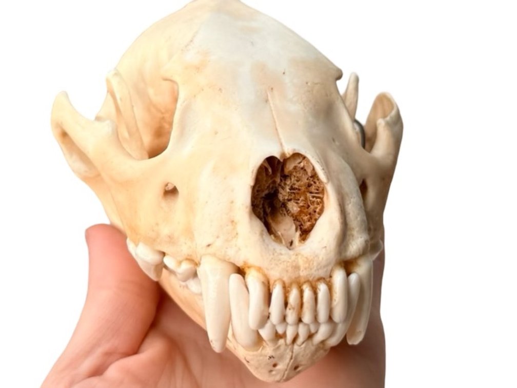 Wolverine Skull
