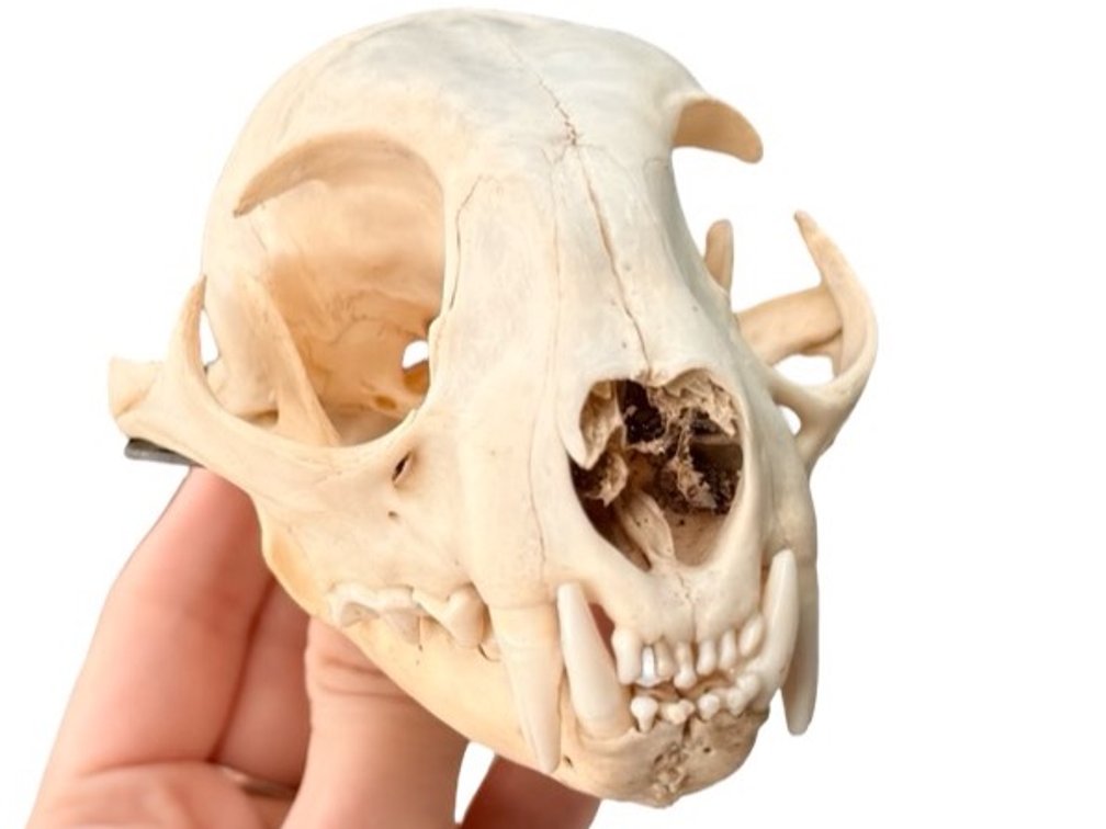Bobcat Skull
