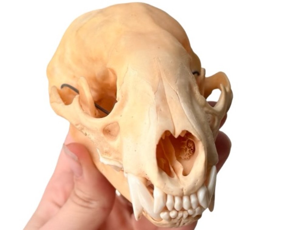 Badger Skull