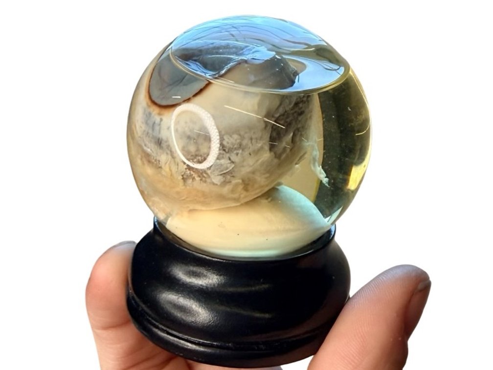 Goat Eyeball Wet Specimen Globe