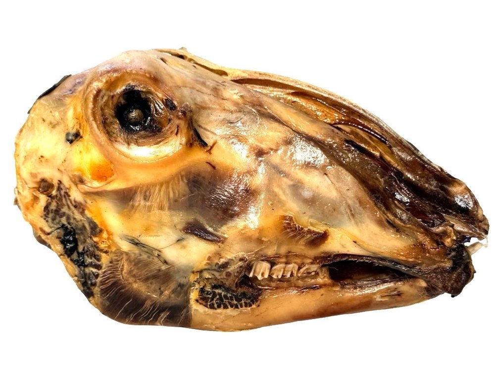 Bisected Goat Head Specimen