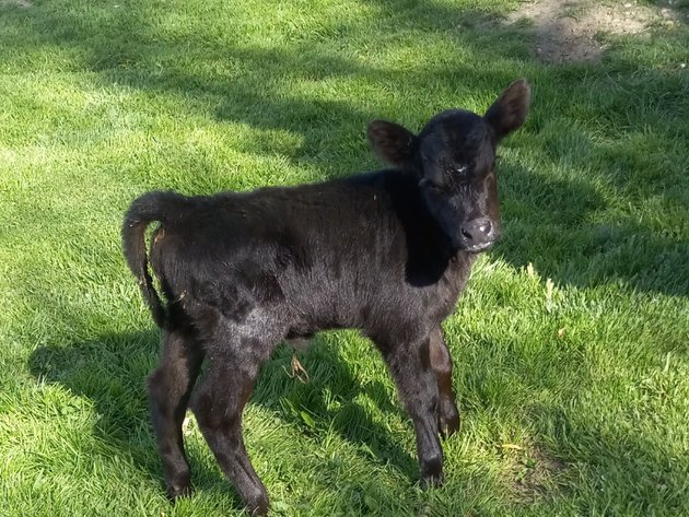 Image for Hamilton Co. Horse Sale & Tack Auction-MAY 4TH