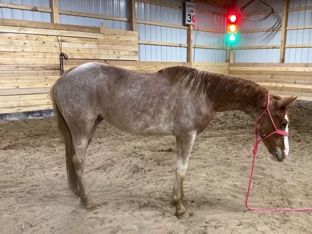 Image for Hamilton Co. Horse Sale & Tack Auction-MAY 18th