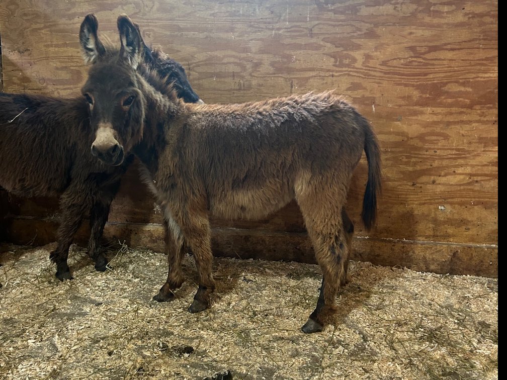 Image for Hamilton Co. Horse Sale & Tack Auction-MAY 18th