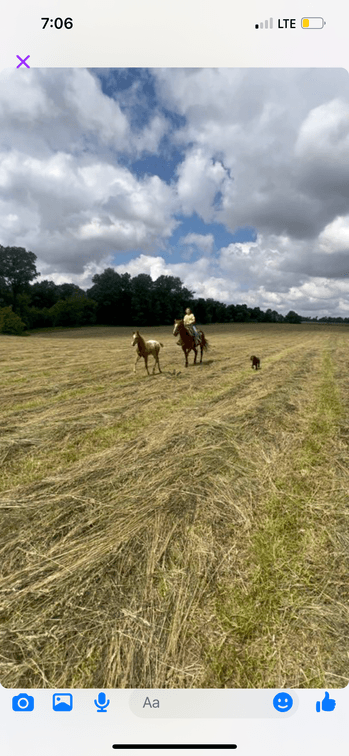 Image for Hamilton Co. Horse Sale & Tack Auction-JUNE 1ST