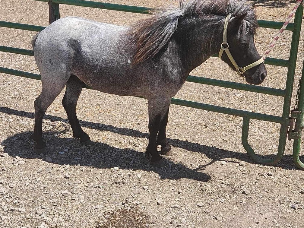 Image for Hamilton County Horse & Tack Sale -SATURDAY JUNE 15th- Noblesville, IN