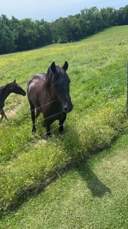 Image for Hamilton County Horse & Tack Sale -SATURDAY August 3rd- Noblesville, IN