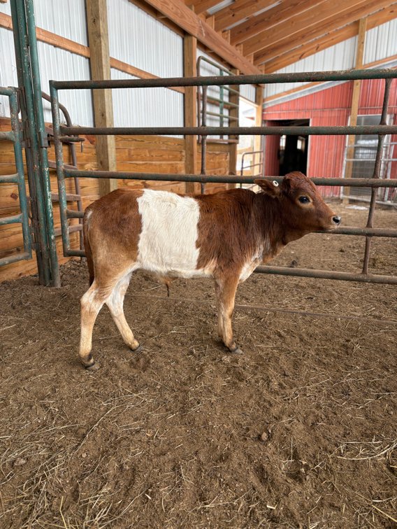 Image for New Years 2026- Hamilton County Horse & Tack Sale -SATURDAY January 3rd-  Noblesville, IN