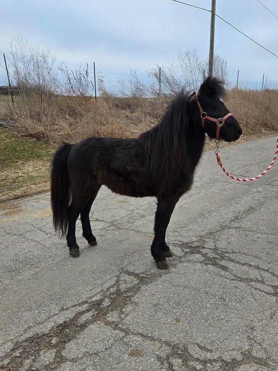 Image for Hamilton County Horse & Tack Sale -SATURDAY February 21st -  Noblesville, IN