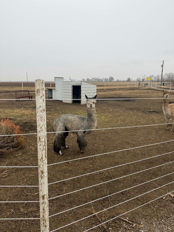 Image for Hamilton County Horse & Tack Sale -SATURDAY March 7th -  Noblesville, IN