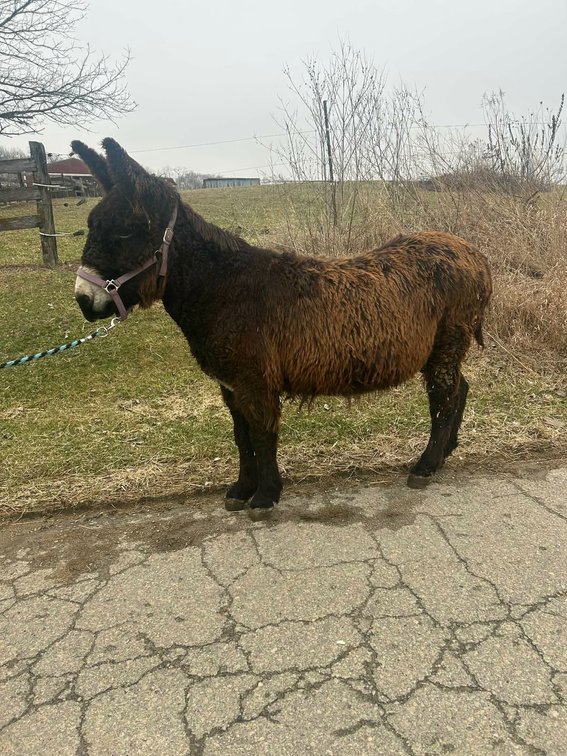 Image for Hamilton County Horse & Tack Sale -SATURDAY March 7th -  Noblesville, IN