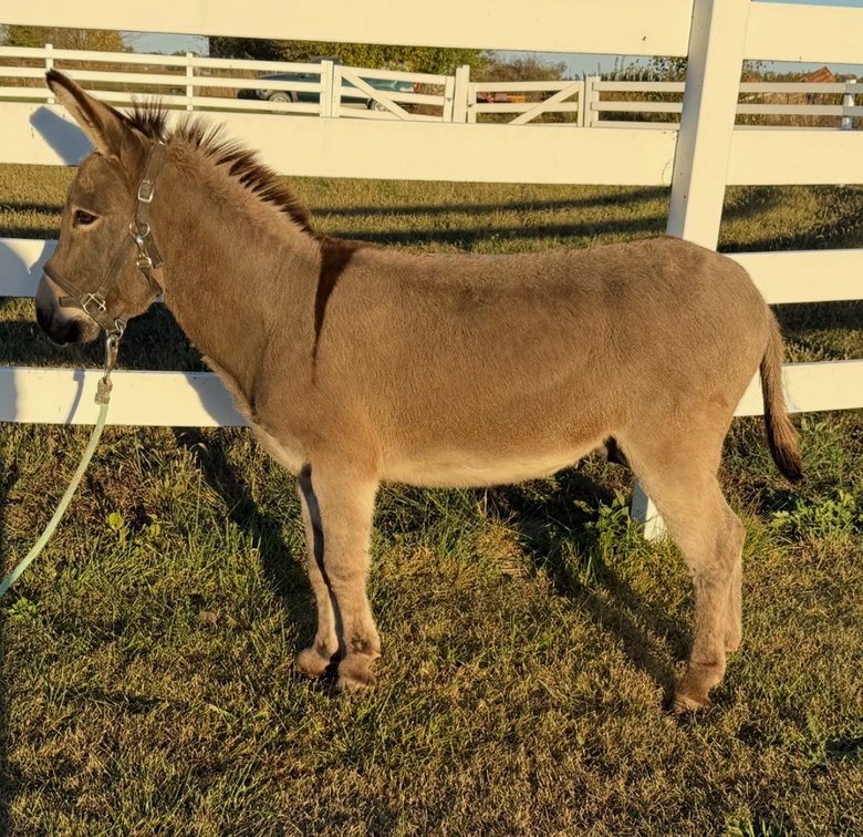 Image for Hamilton County Horse & Tack Sale -SATURDAY March 21st -  Noblesville, IN