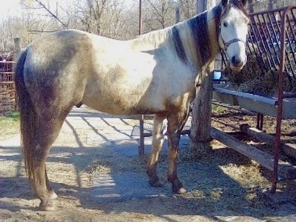 Blue Roan Paint Gelding, grade 5 year old gelding