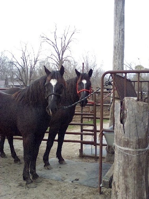 5 and 6 year old matching geldings. These guys are 15.2 hands , stocky built, big boned and footed type horses