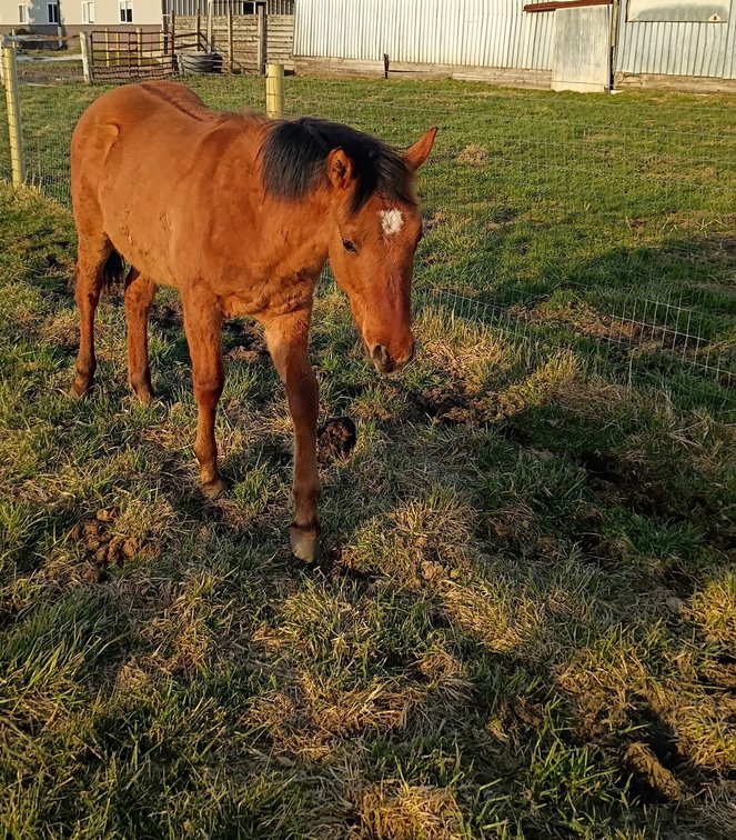 LEANINBACKFIZGIG- Yearling AQHA stud Colt
