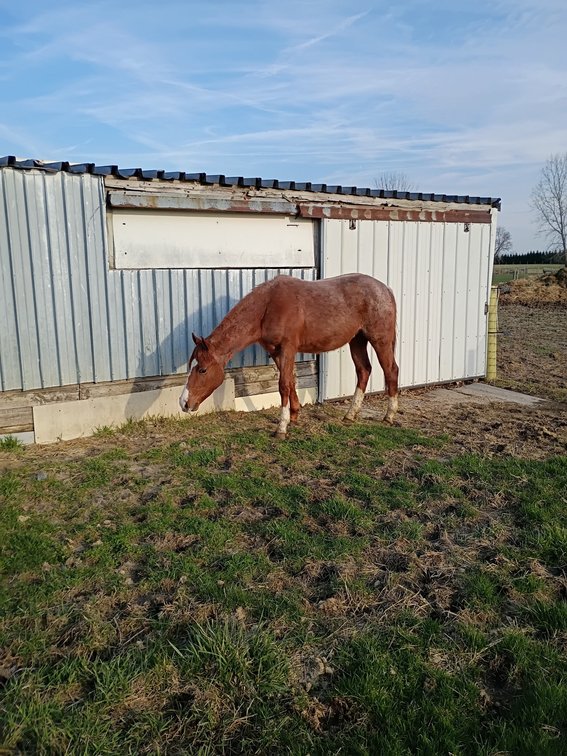 IMA STREAKIN CAT - coming 2 year old AQHA gelding