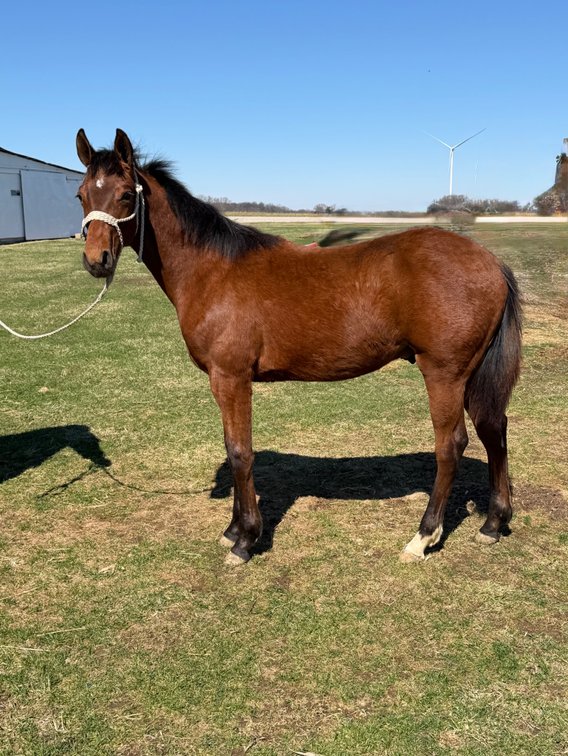 AMERICAN SWEET DUAL- Dually- 2025 registered bay stud colt