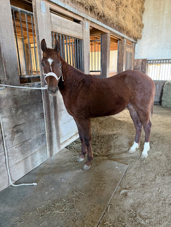 AMERICANEXTCAT- Yearling stud colt