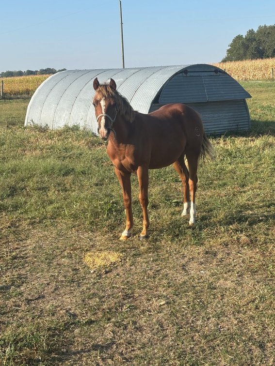CGF POCO KING RED- AQHA yearling filly