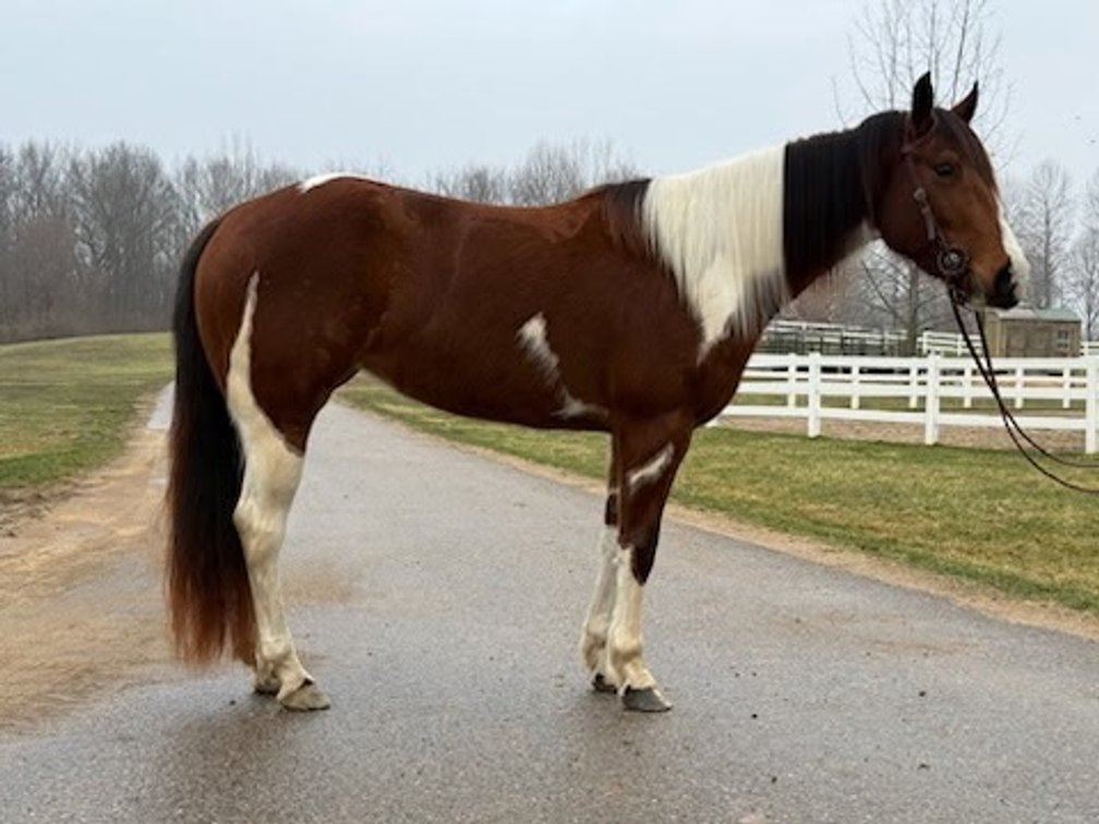 BUCKMETOTHEMUSIC- Coming 4-Year-Old APHA Registered Tobiano Mare