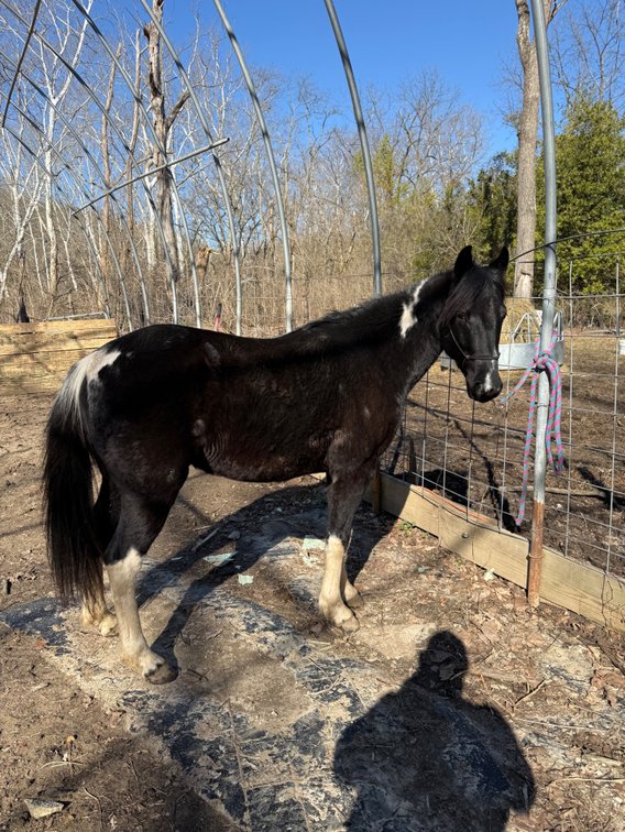 7 year old black and white gelding- 13.1 hands tall