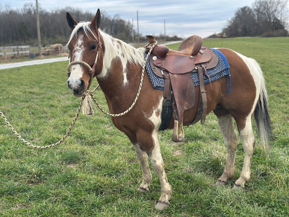 MISS PRISS DUN IT- Priss is a 7 year old registered paint Mare