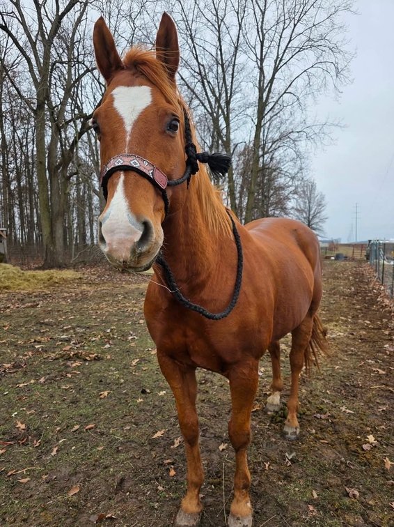 *Meet "Jines Rabbit" aka Diesel! He is an AQHA registered seventeen year old appendix gelding