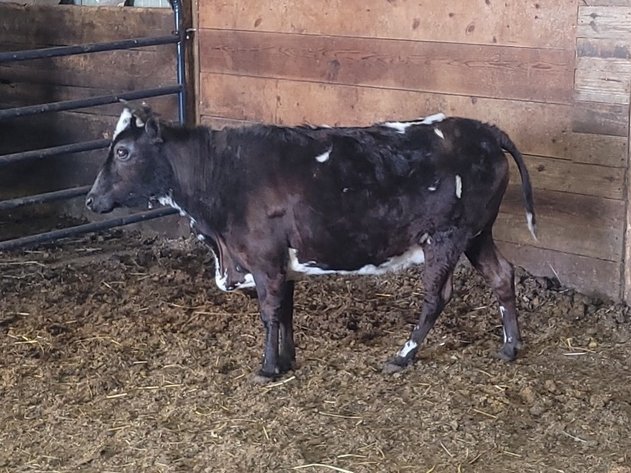 Image for 13th Annual Spring Registered Horse Sale* Hamilton County Horse & Tack Sale -SATURDAY April 4th - Noblesville, IN
