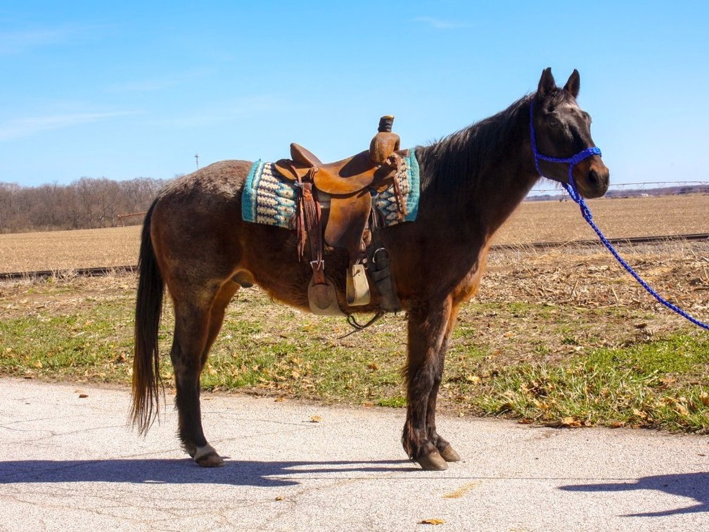 Cinch -16 year old bay roan gelding