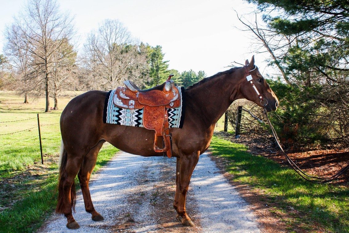 SOMETIMES SWEET "Shy" is a 2013 ApHC mare. She stands 15.1 hands