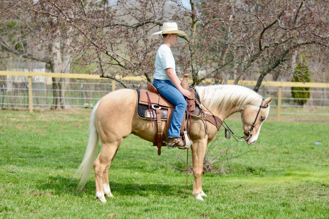 KIDZ GOTTA WHIZ-“Wyatt” is an AQHA 3 year old gelding