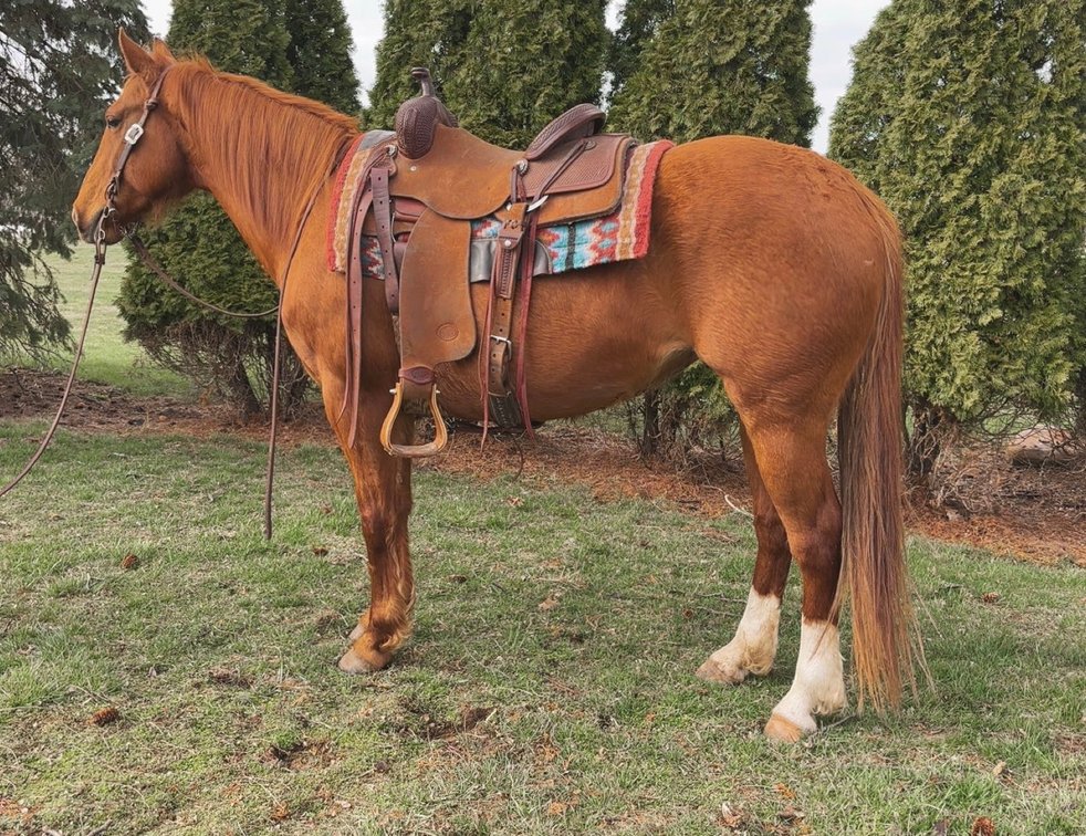 A Hollywood Dreamer this is a very well bred 2018 model sorrel mare stands 14.3 hands tall