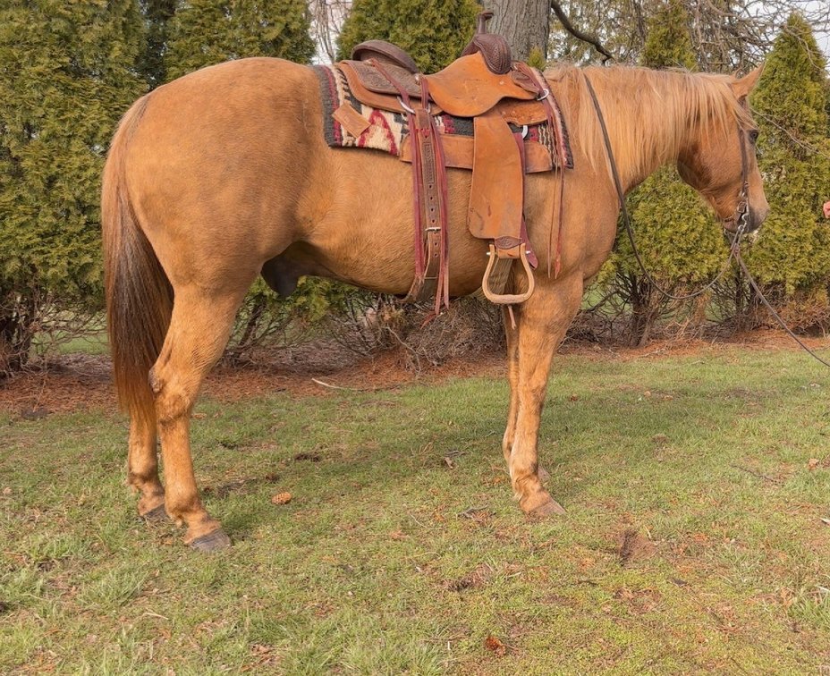 Twisted Yellow Smoke a 2012 AQHA registered gelding stands 15.1 hands