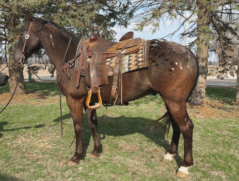 Leroy Revs Furry 2014 model registered Appaloosa gelding-Leroy this beautiful 15 hand gelding