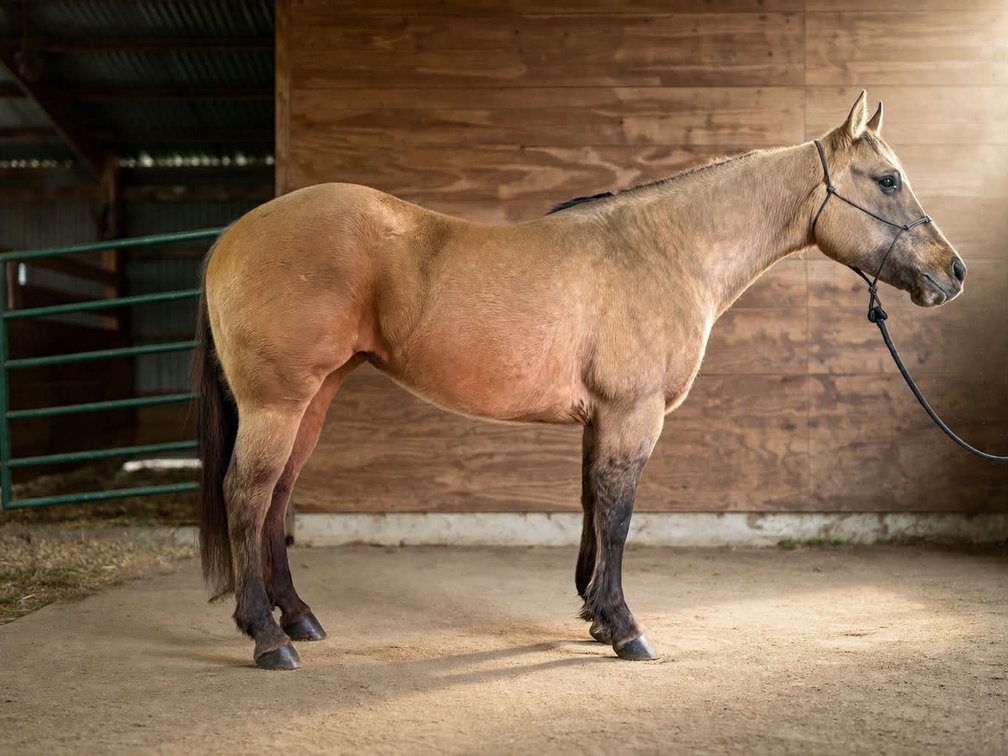 CHISUMS TYREE POCO-9-year-old registered mare • 96% foundation bred