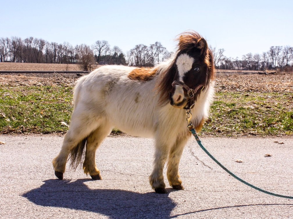 Cardi B is a 8 year old paint pony mare that stands 30 inches tall
