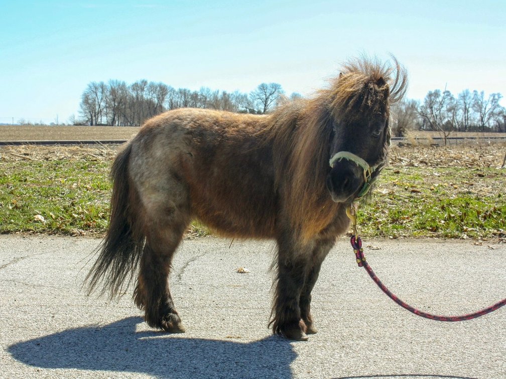 Nicki is a 13 year old blue roan pony mare that stands 30 inches tall