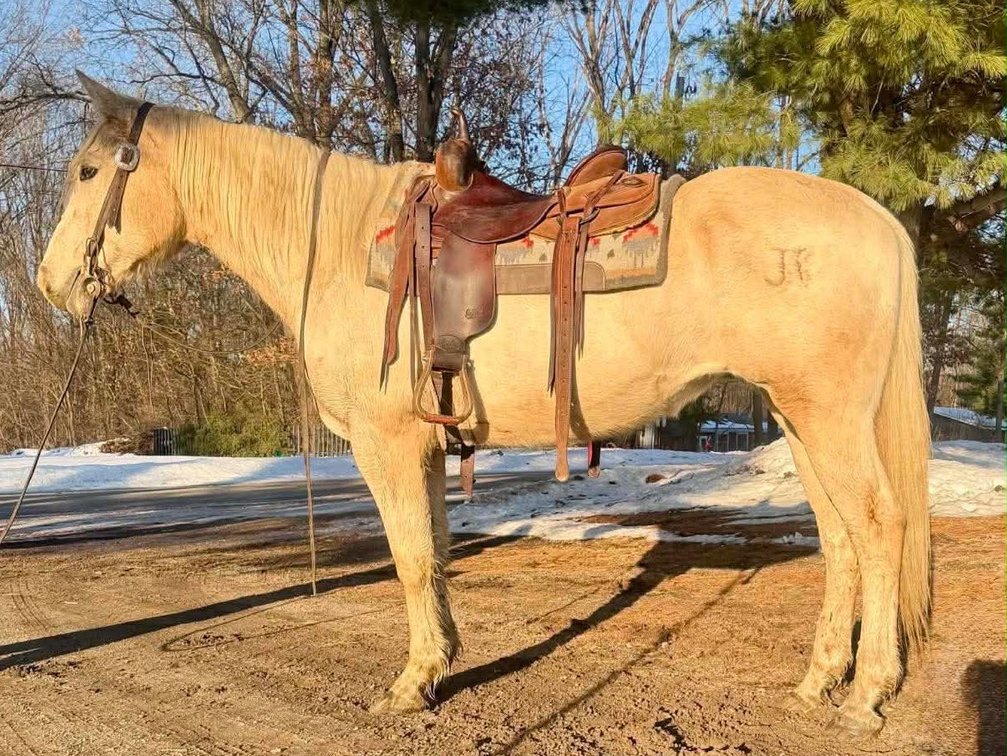 Bonnie - 12 year old 15.1 hand  palomino mare