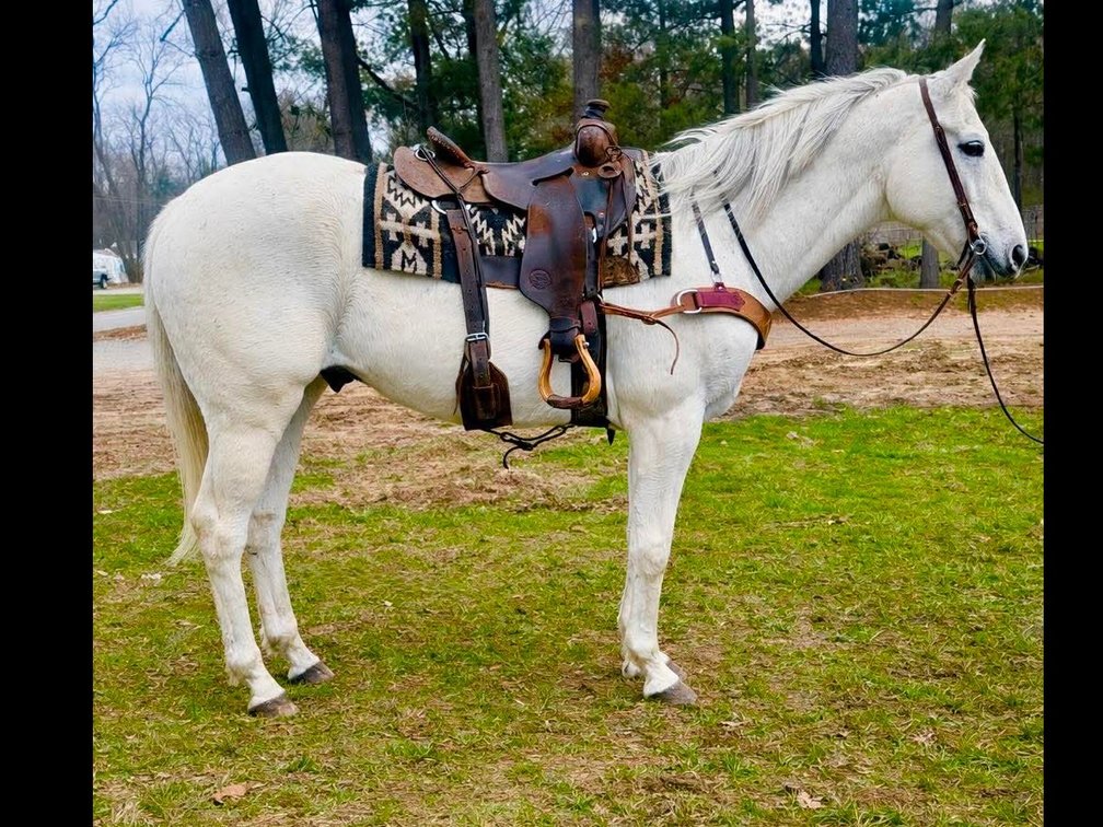 Casper is a 9 year old quarter horse gelding standing at 15.3 hands