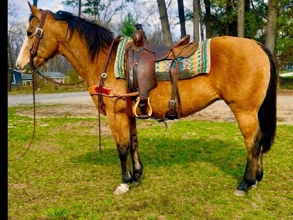 Oakley is a 15 year old 14.3 hand pretty buckskin mare