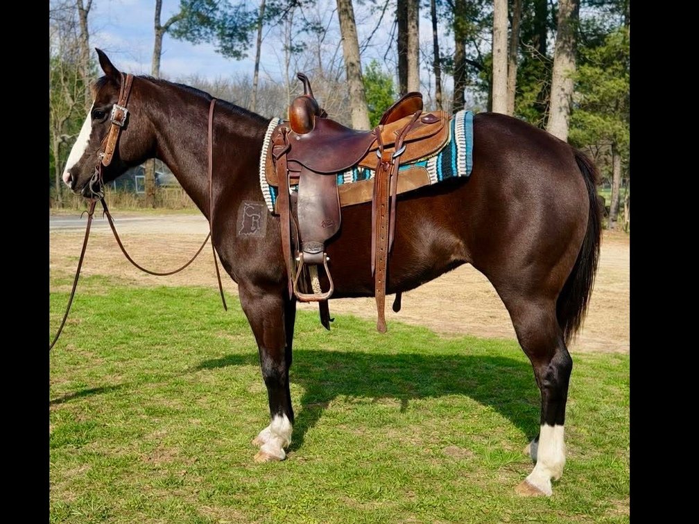 Dottie is a 13 year old liver chesnut mare standing around 14.2 hands