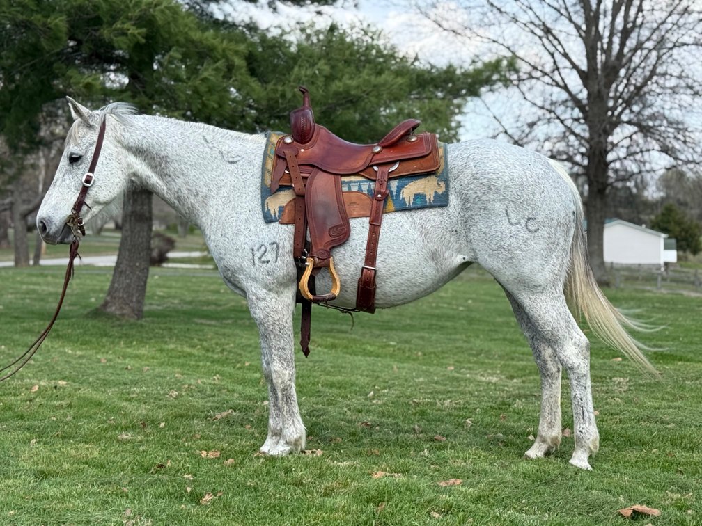 LC MORNINGGLORY 127  14 YEAR OLD GREY MARE!