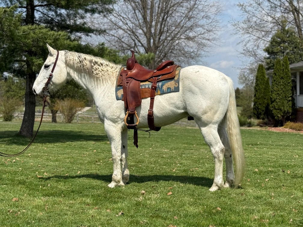 SPARTANS COLD STEEL    8 YEAR OLD REGISTERED GREY GELDING