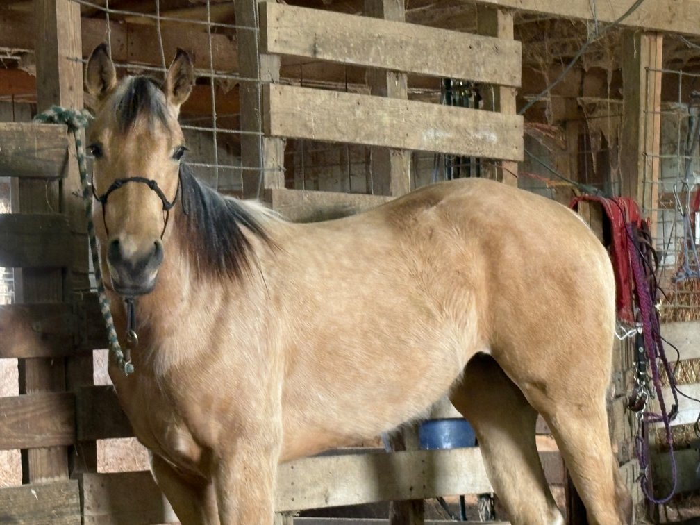 CHIPS TAKE AWAY- 3 year old AQHA filly