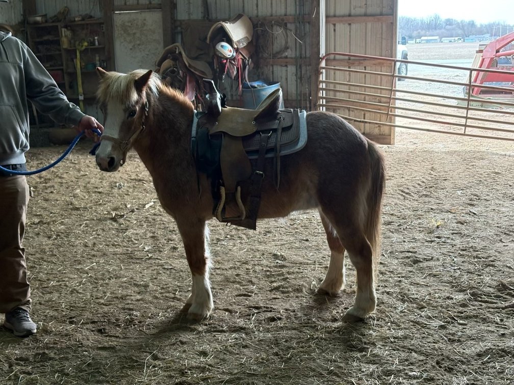 Mare pony 17 years old