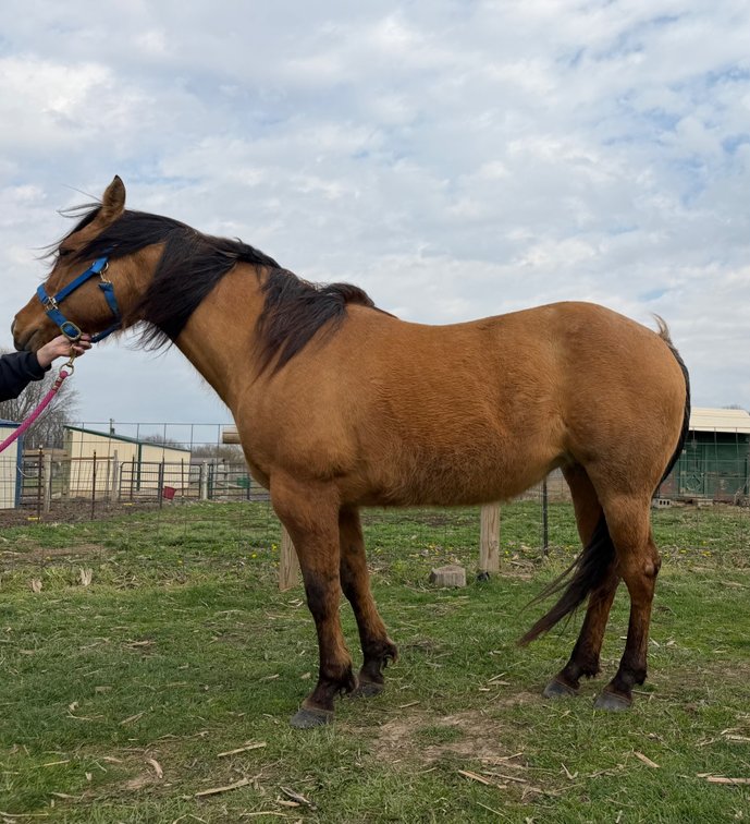 HANCOCKS POCO SARAH-2009 AQHA Gorgeous Dun Mare- Jade”