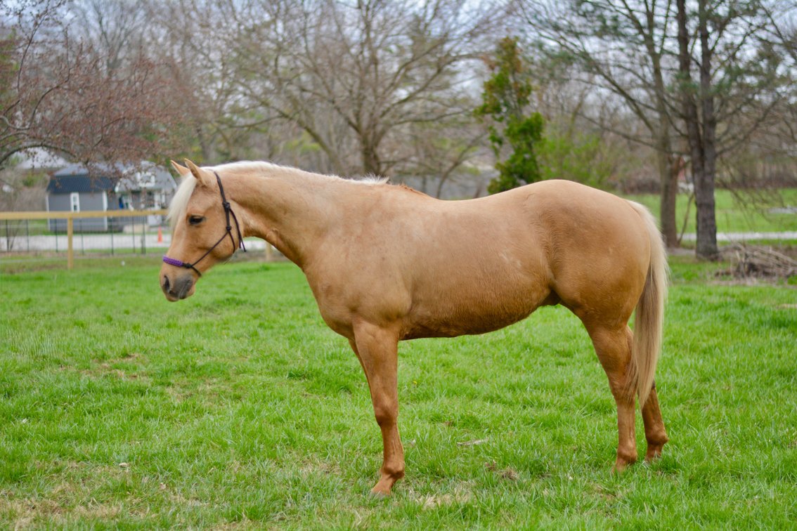 “Jax” is a 5 year old grade gelding standing 15.1